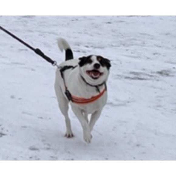 Meet your Posher, Bella Clementine - Picture 1 of 1